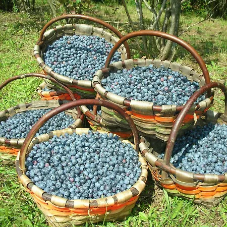 Domaine Xixtaberri Maison d'hôtes Cambo-les-Bains