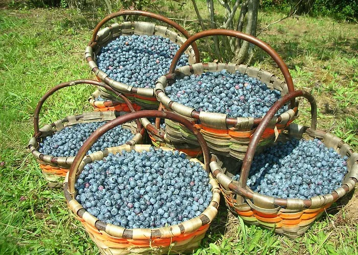 Domaine Xixtaberri Гостевой дом Камбо-ле-Бен